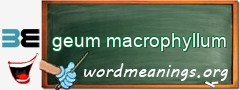 WordMeaning blackboard for geum macrophyllum